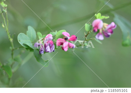 中秋の名月に供える花 中秋の名月に供える花 118505101