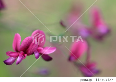 中秋の名月に供える花 中秋の名月に供える花 118505127