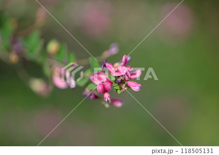 中秋の名月に供える花 中秋の名月に供える花 118505131