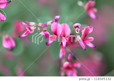 中秋の名月に供える花 中秋の名月に供える花 118505132
