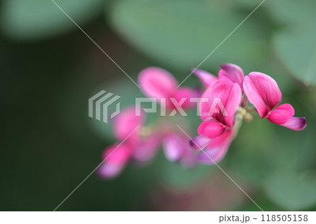 中秋の名月に供える花 中秋の名月に供える花 118505158