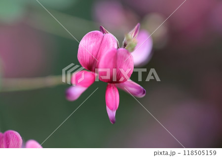 中秋の名月に供える花 118505159