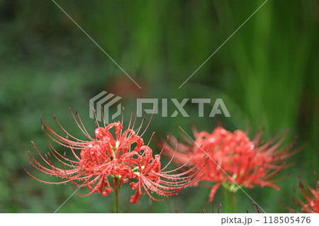 情熱の花 118505476