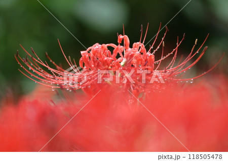 情熱の花 118505478