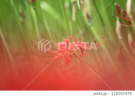情熱の花 118505479