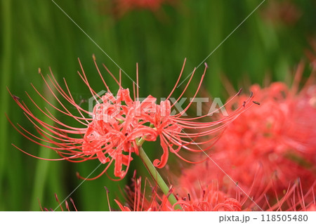 情熱の花 情熱の花 118505480