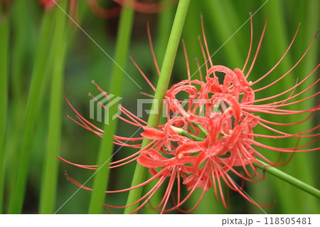 情熱の花 118505481