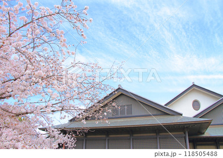 愛知県名古屋市、名古屋能楽堂と満開の桜の風景 118505488