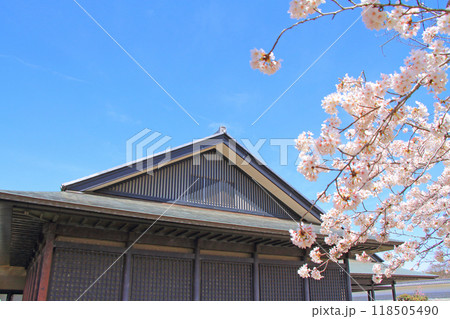 愛知県名古屋市、名古屋能楽堂と満開の桜の風景 118505490