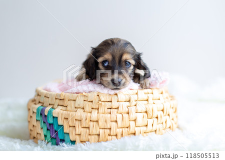 籠に入ったカニンヘンダックスの仔犬 118505513