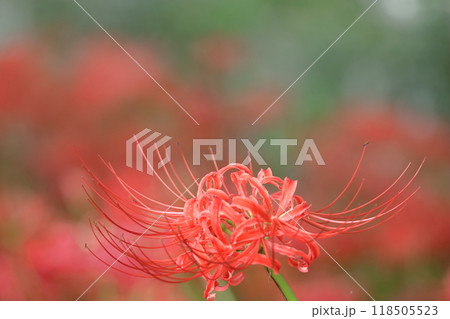 情熱の花 118505523