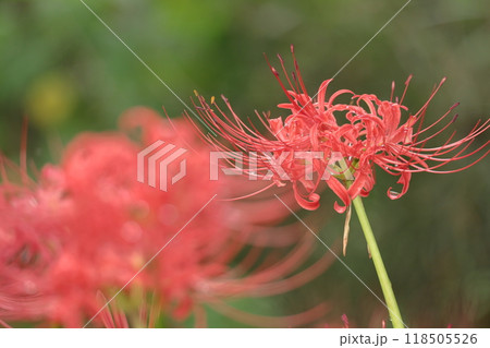 情熱の花 118505526