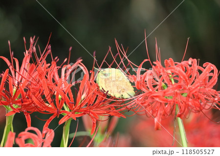 情熱の花 情熱の花 118505527