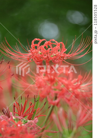 情熱の花 118505528
