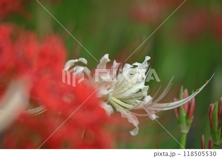 情熱の花 情熱の花 118505530