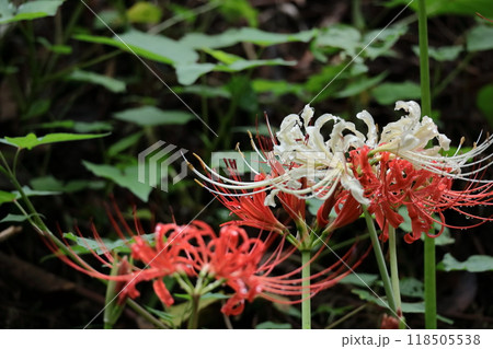 情熱の花 情熱の花 118505538