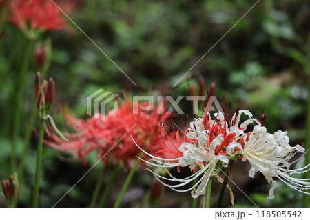 情熱の花 118505542