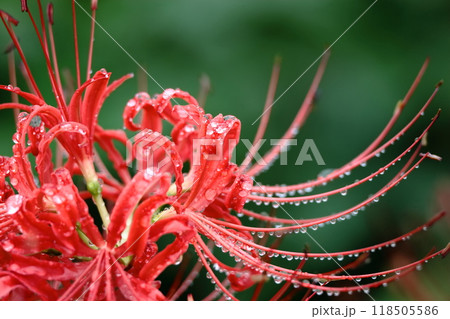 情熱の花 118505586