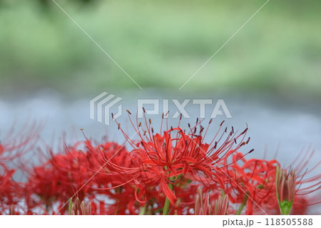情熱の花 情熱の花 118505588