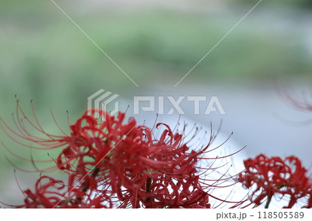 情熱の花 118505589
