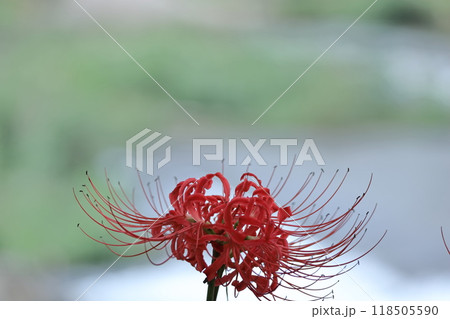 情熱の花 118505590