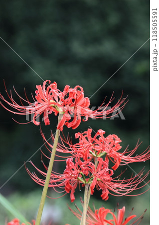 情熱の花 情熱の花 118505591