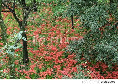 情熱の花 情熱の花 118505599