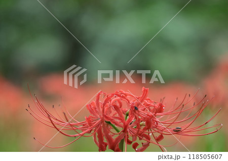 情熱の花 情熱の花 118505607