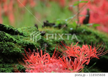 情熱の花 118505608