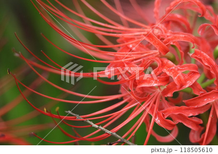 情熱の花 118505610