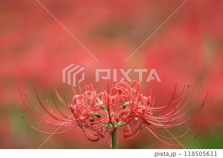 情熱の花 118505611