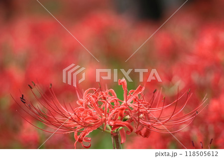 情熱の花 情熱の花 118505612