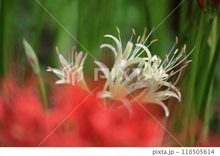 情熱の花 118505614