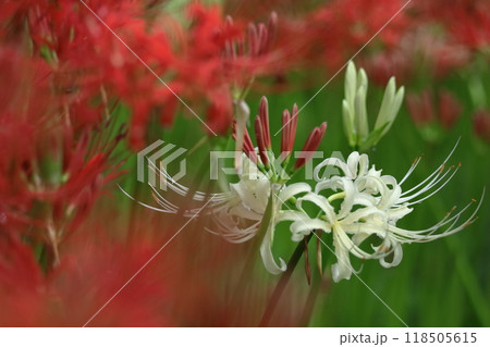 情熱の花 118505615