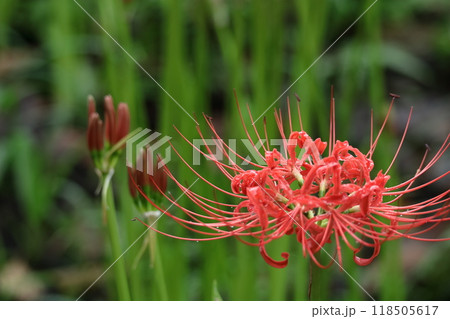 情熱の花 118505617