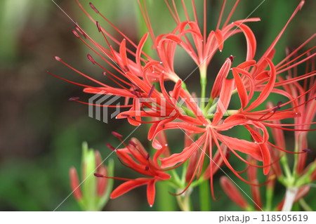 情熱の花 118505619