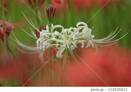 情熱の花 118505621