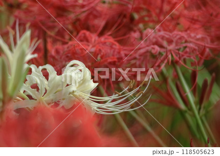 情熱の花 118505623