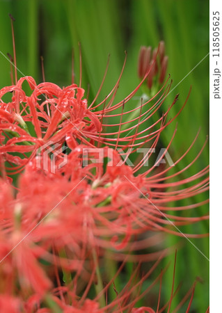 情熱の花 情熱の花 118505625