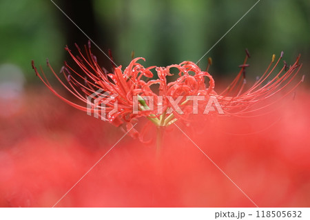 情熱の花 118505632