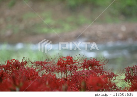情熱の花 118505639