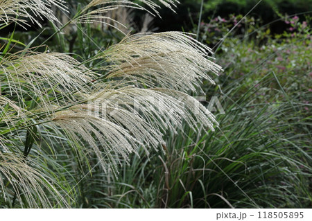 日本の秋を象徴する花 日本の秋を象徴する花 118505895