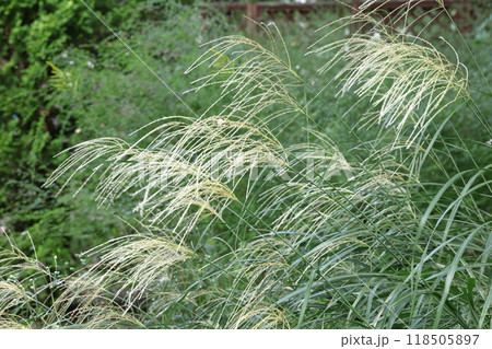 日本の秋を象徴する花 118505897