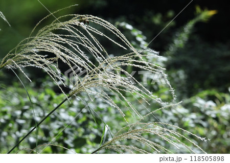 日本の秋を象徴する花 日本の秋を象徴する花 118505898