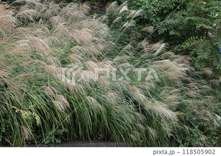 日本の秋を象徴する花 日本の秋を象徴する花 118505902