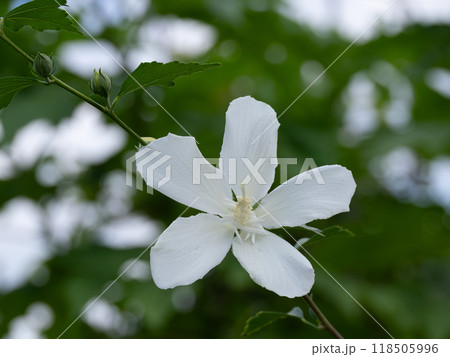 ムクゲの白祇園守 118505996