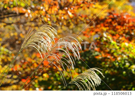 日本の秋を象徴する花 日本の秋を象徴する花 118506013