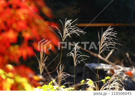 日本の秋を象徴する花 118506045