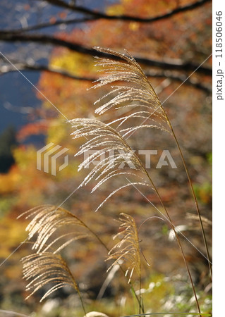 日本の秋を象徴する花 日本の秋を象徴する花 118506046