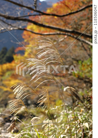 日本の秋を象徴する花 118506047